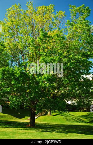 Un érable à feuilles d'argent se dresse dans un arboretum lors d'une journée de printemps ensoleillée Banque D'Images