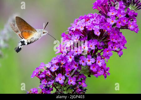 Colibri faucon-Moth suce le nectar de minuscules fleurs tubulaires, long proboscis Macroglossum stellatarum Moth en vol Butterfly Bush Europe centrale Banque D'Images