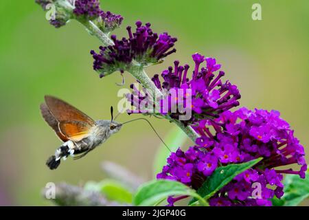 Colibri faucon-mite Macroglossum stellatarum Nectaring sur Bouddleja Fleur papillon suceur Nectar pollinateur Buddleia davidii Buddleja davidii Buzz Banque D'Images