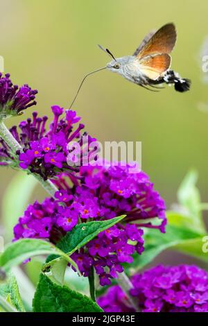 Macroglossum stellatarum Moth Feeding Nectar Butterfly Summer lilas Hummingbird Hawk-Moth Flower Garden Insect Flying Pollinator Nectaring Banque D'Images