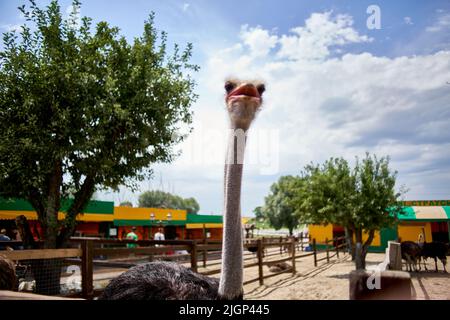 autruche sur une ferme écologique au zoo Banque D'Images