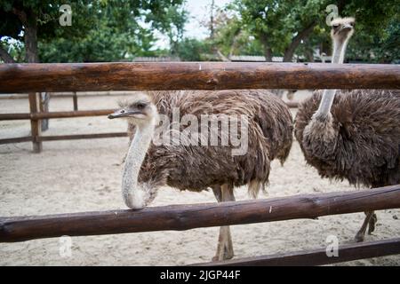 autruche sur une ferme écologique au zoo Banque D'Images