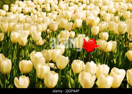 Une tulipe rouge solitaire se distingue des fleurs incolores environnantes dans un jardin symbolisant l'individualité et l'unicité Banque D'Images