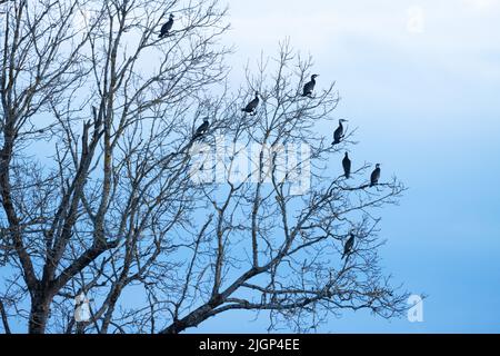 Groupe de grands cormorans, Phalacrocorax carbo perché sur un grand arbre Banque D'Images