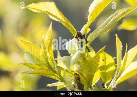 Petits fourmis sombres se nourrissant des feuilles fraîches de cerise d'oiseau lors d'une soirée de printemps en Estonie Banque D'Images
