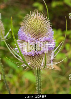 Fleurs mauves en spirale autour de la tête piqueuse de la fleur sauvage du Royaume-Uni biennale robuste Dipsacus fullonum, cuillerée à thé Banque D'Images