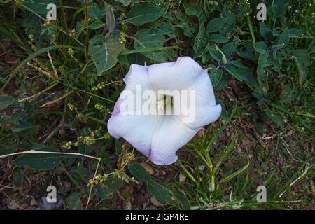 Une seule fleur blanche de la fleur de lune (Ipomoea alba) Banque D'Images