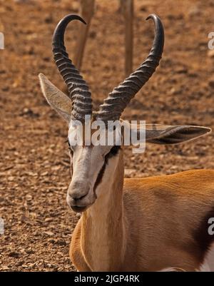 Un jeune Springbok (Antidorcas marsupialis) dans le parc frontalier de Kgalagadi Trans. Afrique du Sud Banque D'Images