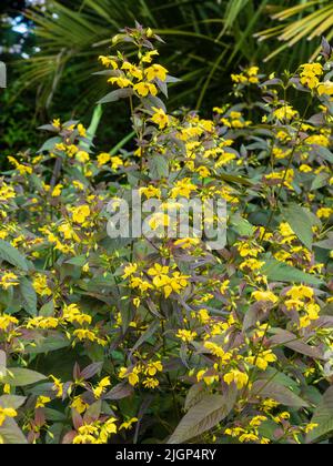 Feuillage Bronze et jaune feuilles de l'été, Hardy, vivace à fleurs Lysimachia ciliata 'Firecracker' Banque D'Images