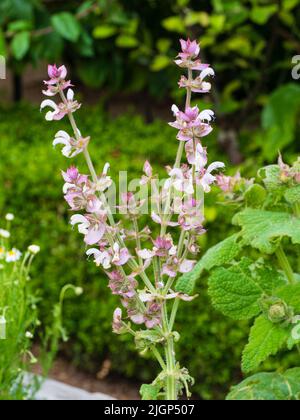 Fleurs blanches et bractées roses de la floraison estivale bisannuelle plante médicinale Salvia sclarea, sauge de la mye Banque D'Images