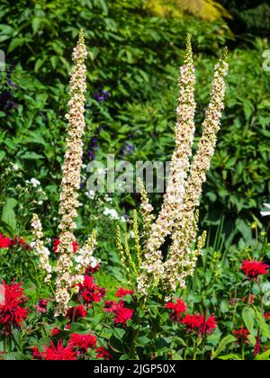 Pointes verticales de la forme blanche centrée rouge-violet de l'ortie vivace, paliveron figé, Verbascum chaixii 'Album' Banque D'Images