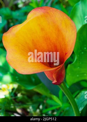 Fleur d'arum orange de la nénuphars à moitié rigide, Zantedeschia elliottiana 'Treasure' Banque D'Images