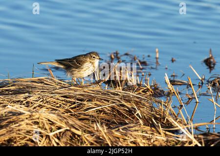 Un petit Meadow pipit, Anthus pratensis debout sur une vieille herbe sur une terre humide, pendant une soirée de printemps Banque D'Images