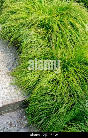 Carex de montagne Carex montana « Raureif » Banque D'Images