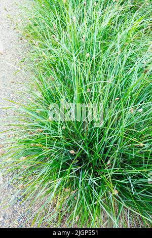 Sesleria caerulea, herbe, bordure, herbe bleue Banque D'Images