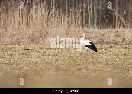 Grand oiseau européen, cigogne blanche marchant sur une prairie de printemps pendant une soirée Banque D'Images