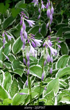 Ombré, lieu, feuilles variégées, Hosta 'Gimpe' Banque D'Images