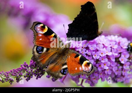 Aglais io, papillons, papillon de paon, Inachis io, ailes de papillons, Nectaring, Flower, Butterfly, alimentation, succion Banque D'Images