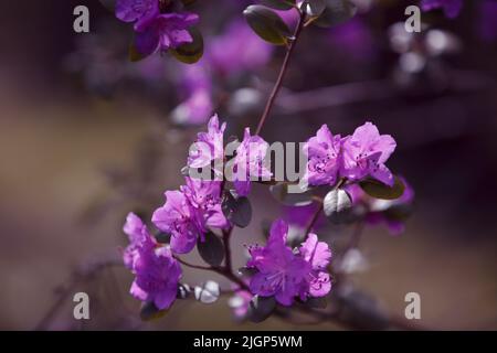 Fleurs de rhododendron rose sur des buissons de rhododendron frais. Belle fleur rose avec magie. Beaucoup de fleurs Rhododendron, beau fond. Sélectif f Banque D'Images