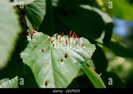 Acarien qui forme la Galle d'ongle de lime ou la Galle de bugle. Eriophyes tiliae. Des galettes de clou mûres sur une feuille de lime Banque D'Images