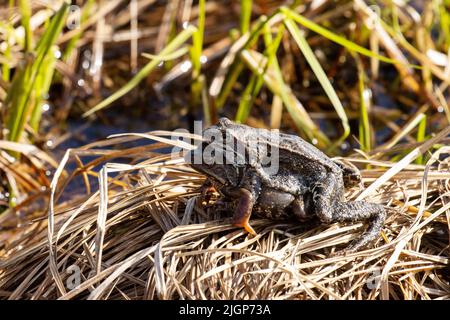 Les grenouilles européennes communes se sont accouplés un jour de printemps chaud en Estonie Banque D'Images