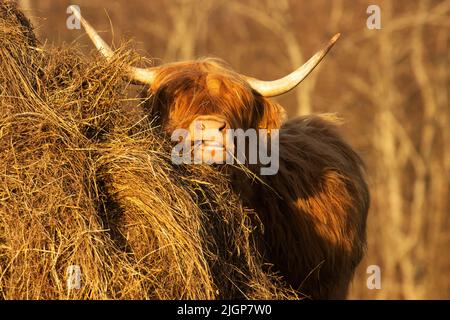 Gros plan d'un bétail des Highlands mangeant du foin lors d'une soirée de printemps en Estonie, en Europe du Nord Banque D'Images