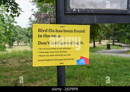 Brighton UK 12th juillet 2022 - la grippe aviaire a été trouvée à Queens Park , Brighton où le conseil municipal a mis des panneaux avertissant les gens de ne pas manipuler les oiseaux malades : crédit Simon Dack / Alamy Live News Banque D'Images