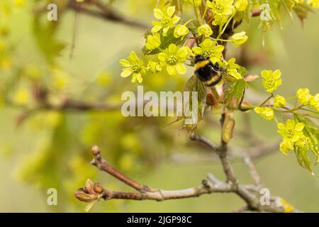 Bumblebee visite des fleurs d'érable de Norvège lors d'une journée de printemps en Estonie, en Europe du Nord Banque D'Images