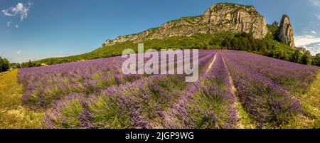 Vue panoramique sur un champ de lavande dans le département de la Drôme. Au pied de la chaîne de montagnes du Vercors, il y a une route de lavande, au centre de laquelle se trouve la ville de Nyons Banque D'Images