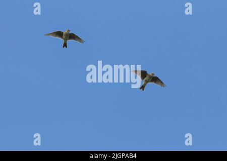 Skylarks (auda arvensis) composite de Skylarks volants à la fin de la saison de printemps au royaume-uni. Bleu ciel copie espace strié sable brun plumage paleur dessous Banque D'Images