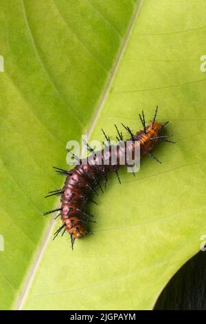 chenille de papillon brun foncé et noir sur une feuille verte, macro de gros plan avec espace de copie Banque D'Images