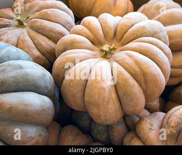 Contexte de l'automne - gros plan de plusieurs citrouilles Rumbo trouvées sur un marché agricole en octobre. Banque D'Images