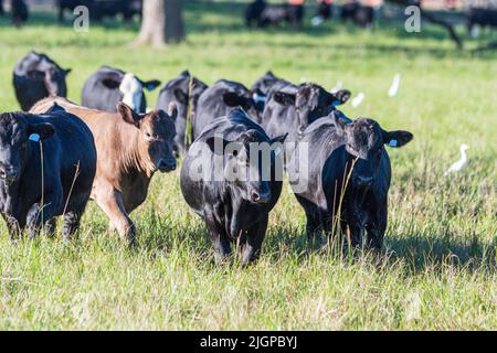 Groupe de reproducteurs de taureaux Angus marchant vers l'appareil photo dans un pâturage luxuriant et haut de genou. Banque D'Images