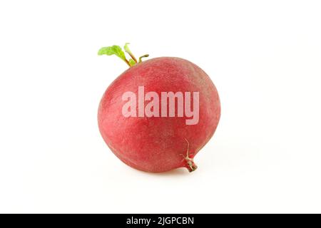 Un radis rouge entier isolé sur fond blanc. Banque D'Images