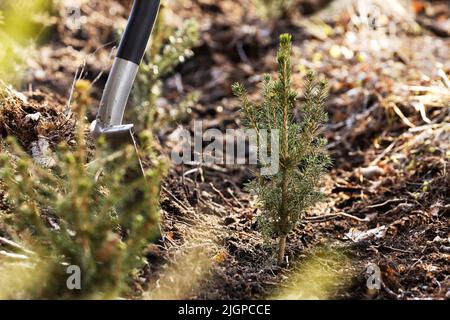 Plantation de petits arbres d'épinette sur une zone de coupe claire dans le cadre du reboisement Banque D'Images