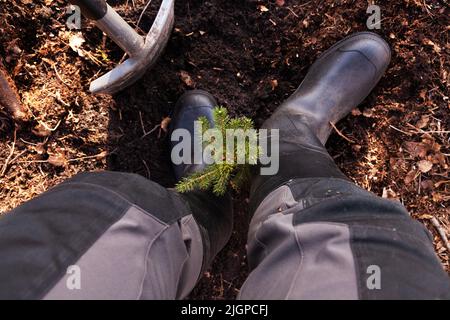 Plantation de petits arbres d'épinette sur une zone de coupe claire dans le cadre du reboisement Banque D'Images