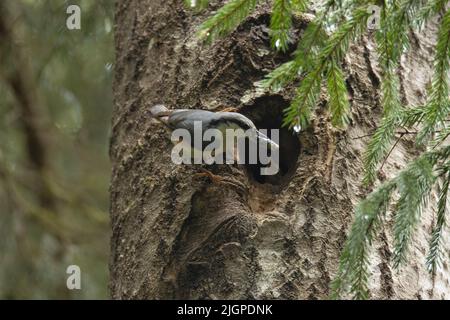 Nuthatch eurasien apportant des insectes pour une poussin dans un trou de nidification dans une forêt boréale Banque D'Images