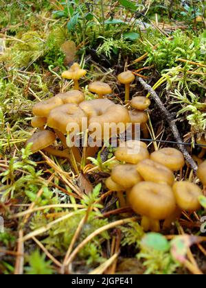 Entonnoir chanterelles dans la forêt. Banque D'Images