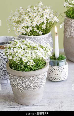 Belle décoration de Pâques avec fleurs, mousse et bougies. Décoration de fête Banque D'Images