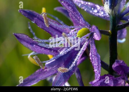 Camassia quamash camas (commune), William Finley National Wildlife Refuge, Oregon Banque D'Images
