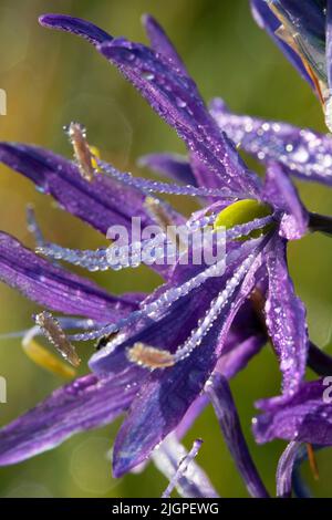 Camassia quamash camas (commune), William Finley National Wildlife Refuge, Oregon Banque D'Images