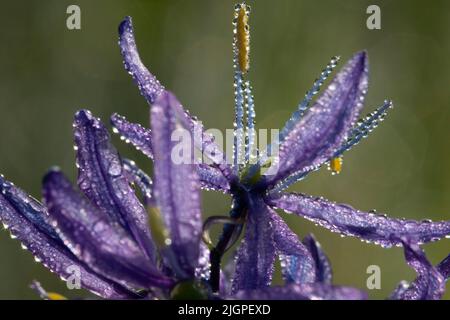 Camassia quamash camas (commune), William Finley National Wildlife Refuge, Oregon Banque D'Images