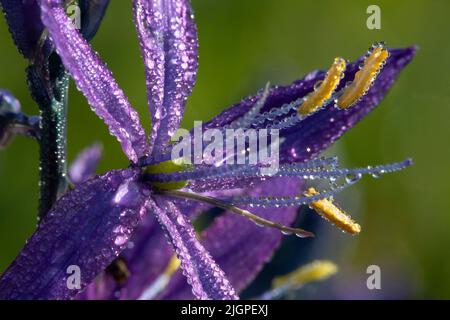 Camassia quamash camas (commune), William Finley National Wildlife Refuge, Oregon Banque D'Images