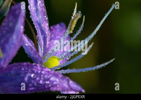Camassia quamash camas (commune), William Finley National Wildlife Refuge, Oregon Banque D'Images