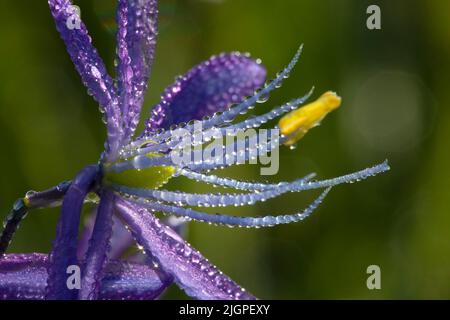 Camassia quamash camas (commune), William Finley National Wildlife Refuge, Oregon Banque D'Images