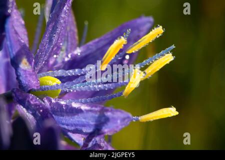 Camassia quamash camas (commune), William Finley National Wildlife Refuge, Oregon Banque D'Images