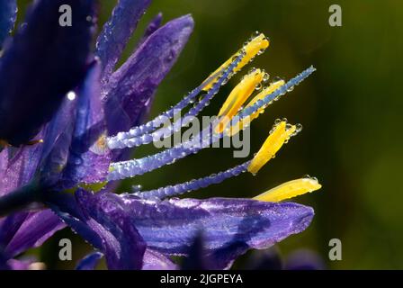 Camassia quamash camas (commune), William Finley National Wildlife Refuge, Oregon Banque D'Images