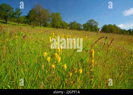 Golden indian paintbrush (Castilleja levisecta), William Finley National Wildlife Refuge, Oregon Banque D'Images