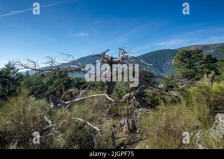 Restes d'un pin écossais mort. Photo prise dans la vallée de Fuenfria, municipalité de Cercedilla, province de Madrid, Espagne Banque D'Images