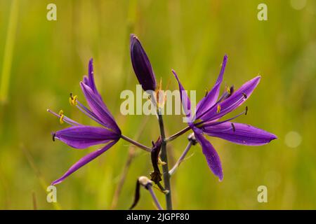 camas communs (Camassia quamash), Kingston Prairie Preserve (Oregon) Banque D'Images